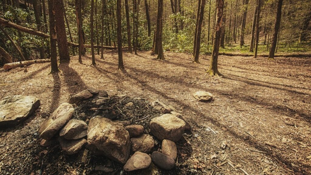 Pine Forest Campsite